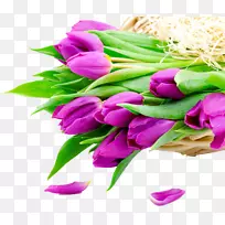 花香郁金香图片白色-紫色郁金香