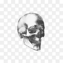 头盖骨艺术人类骨骼人类头骨象征-头骨