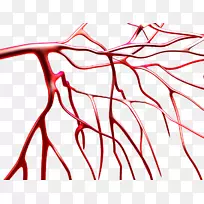 血管血小板-血管