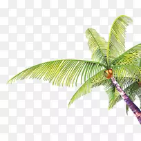 椰子树-槟榔科-椰子树摄影
