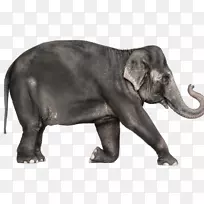 非洲象印度象生物-象