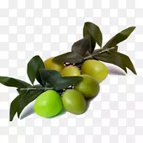 橄榄枝橄榄油酸橙-鲜叶配橄榄