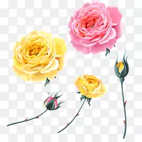 花园玫瑰沙滩玫瑰黄玫瑰粉红色玫瑰黄色玫瑰花蕾