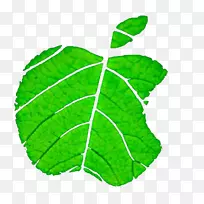 叶苹果环保-苹果叶，苹果叶