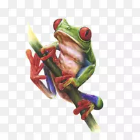 真蛙水彩画树蛙画蛙