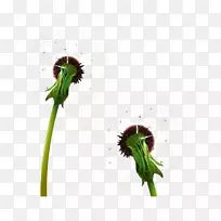 蒲公英剪贴画-两只蒲公英