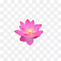伏尔加三角洲莲藕佛教花莲花
