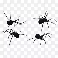 寡妇蜘蛛.xchng摄影剪贴画-黑寡妇蜘蛛艺术