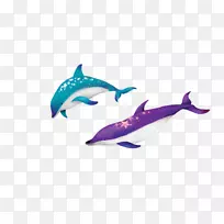 宽吻海豚-露脊鲸海豚-海豚