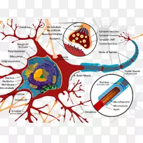 神经元细胞胞体-轴突-神经系统