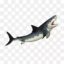 虎鲨巨型鱼翅汤大白鲨-鲨鱼照片