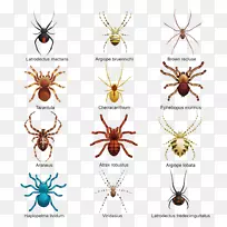 蜘蛛昆虫绘画-免费-不同形式的创意蜘蛛扣免费高清