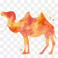 骆驼水彩画插图骆驼