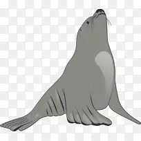 海豹与海狮剪贴画-海洋世界剪贴画