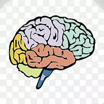 人脑的脑叶-彩色脑