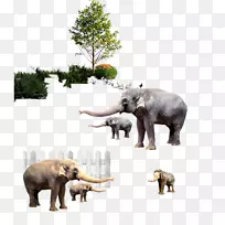 印度象非洲象斑马般的大鼻子