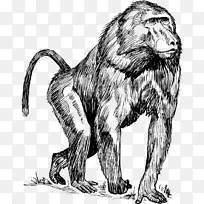 曼陀罗灵长类，狒狒，猩猩，动物学