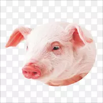 小型猪壁纸-猪