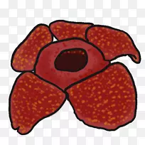 藏红花画法康莱依剪贴画-散发剪贴画的剪贴画(Rafflesia Arnoldii)