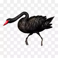 黑天鹅鸟-黑天鹅