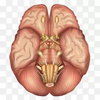 人脑解剖矢状面垂体-人脑模型