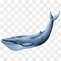 蓝鲸剪贴画-鲸鱼装饰
