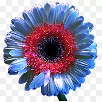 超长花菊花切花钴蓝菊花