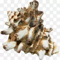 创意-创造性棕海螺