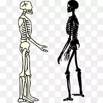 人类骨骼智人骨骼-男性和女性骨骼