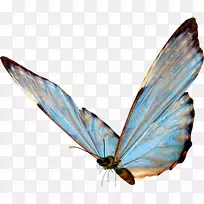 蝴蝶昆虫翅膀剪贴画-蝴蝶