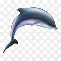 普通宽吻海豚全嘴短喙海豚粗齿海豚卡通海豚