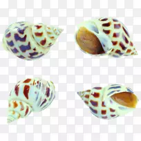 海鲜蛤蜊牡蛎贝类生鱼片海螺图片材料