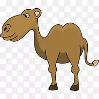 骆驼面部剪贴画-摩洛哥骆驼悬崖