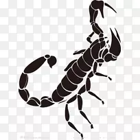 蝎子纹身-黑色蝎子纹身图案