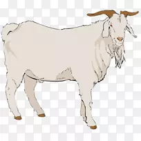波尔山羊-努比亚山羊侏儒山羊尼日利亚矮山羊剪贴画小山羊