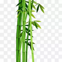 竹类植物茎夹艺术-竹子