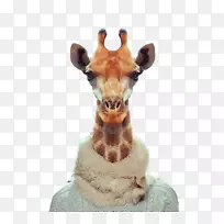 动物园肖像视觉艺术摄影师摄影-长颈鹿