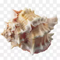 贝壳夹艺术海螺
