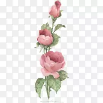 紫丁香玫瑰，复古服装，粉红色古董剪贴画-玫瑰