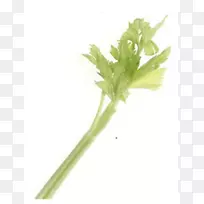 芹菜植物茎叶植物剪贴画芹菜枝条