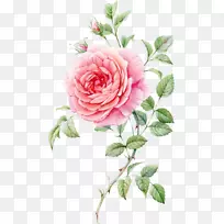 静物：粉色玫瑰水彩画水彩粉红玫瑰