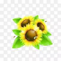 普通向日葵蜂夹艺术-向日葵