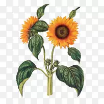 普通向日葵植物学图文画-向日葵