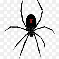 红背蜘蛛南方黑寡妇绘画剪贴画-万圣节蜘蛛图片