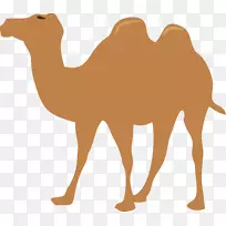 骆驼可伸缩图形剪辑艺术行走骆驼