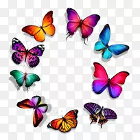 蝴蝶皇室-免费摄影-蝴蝶系列-美丽的蝴蝶圈