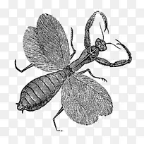 昆虫数码邮票免邮票内容剪贴画免费昆虫照片