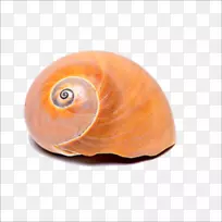 海螺概念学-海螺