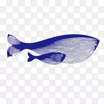 蓝鲸-蓝鲸