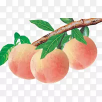 油桃食果鳄梨-桃子